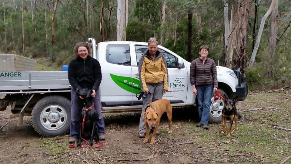 How ‘dog detectives’ are making an environmental impact