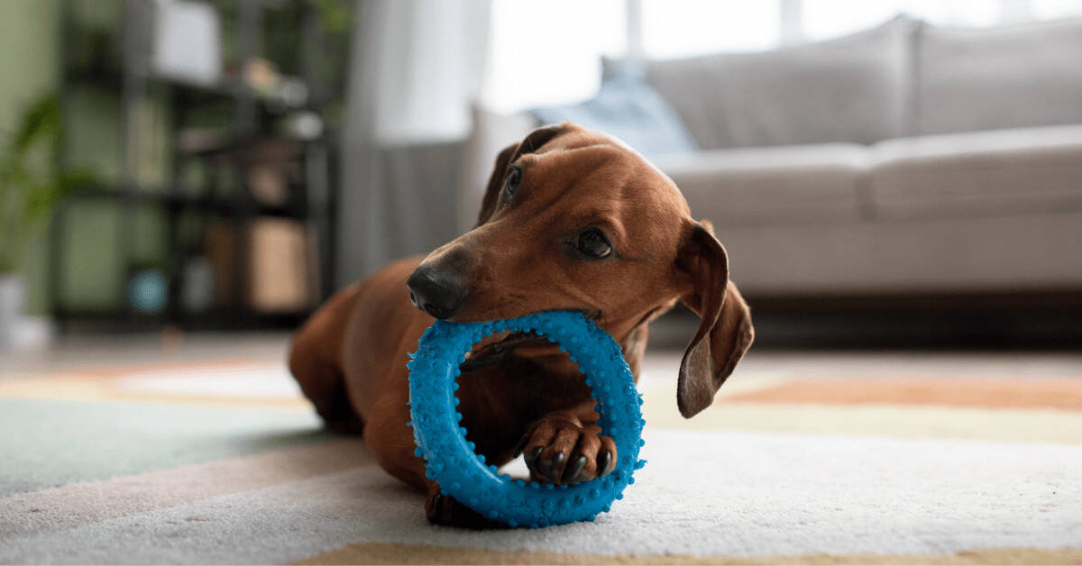 picking safe toys for your puppy