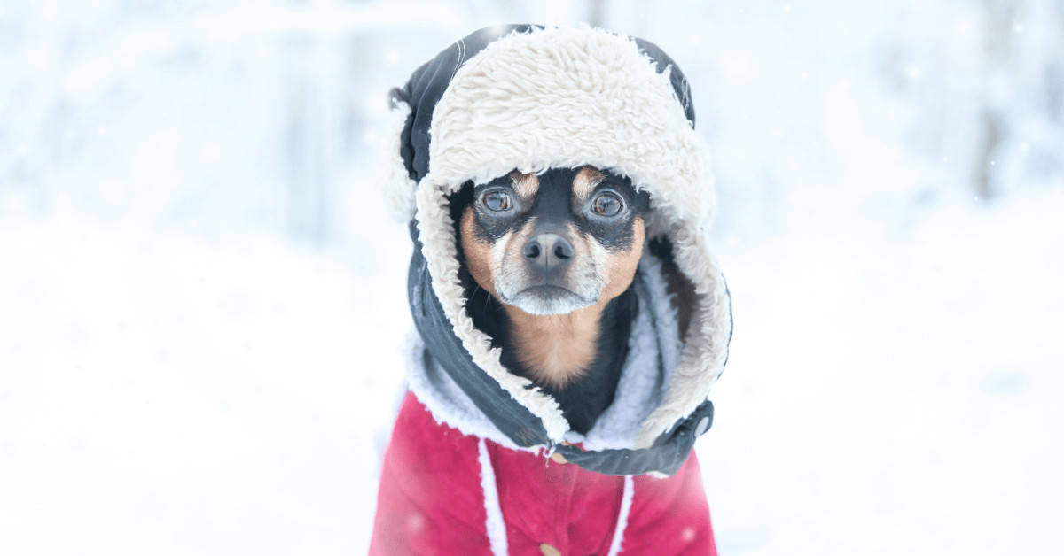 how to care for a dog in winter